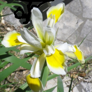 Photographie n°2185782 du taxon Iris versicolor L. [1753]