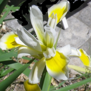 Photographie n°2185783 du taxon Iris versicolor L. [1753]