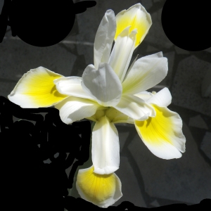 Photographie n°2185784 du taxon Iris versicolor L. [1753]