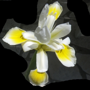 Photographie n°2185785 du taxon Iris versicolor L. [1753]