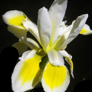 Photographie n°2185786 du taxon Iris versicolor L. [1753]