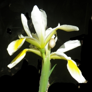 Photographie n°2185789 du taxon Iris versicolor L. [1753]