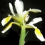  Liliane Roubaudi - Iris versicolor L. [1753]