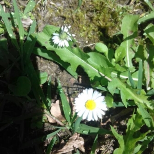 Photographie n°2185796 du taxon Bellis perennis L. [1753]