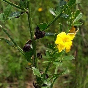 Photographie n°2185864 du taxon Jasminum fruticans L.