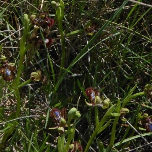 Photographie n°2185873 du taxon Ophrys speculum Link [1799]