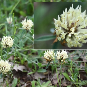 Photographie n°2185884 du taxon Trifolium ochroleucon Huds. [1762]