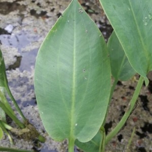 Photographie n°2185885 du taxon Alisma plantago-aquatica L. [1753]