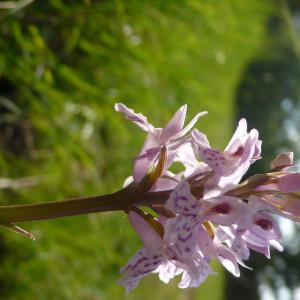 Photographie n°2185908 du taxon Dactylorhiza fuchsii (Druce) Soó [1962]