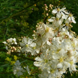 Photographie n°2185910 du taxon Filipendula vulgaris Moench [1794]