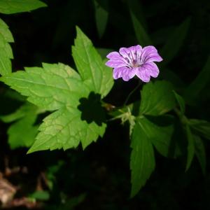 Photographie n°2185913 du taxon Geranium nodosum L.