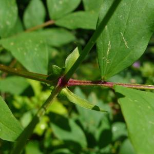 Photographie n°2185915 du taxon Lathyrus ochraceus Kitt. [1844]