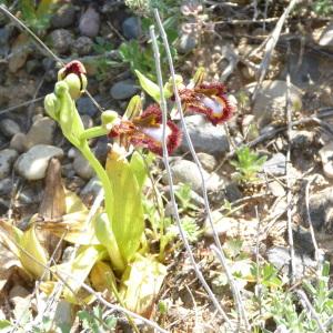 Photographie n°2186020 du taxon Ophrys speculum Link [1799]