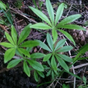 Photographie n°2186050 du taxon Galium odoratum (L.) Scop. [1771]