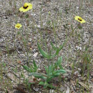 Photographie n°2186081 du taxon Tuberaria guttata (L.) Fourr. [1868]