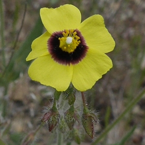 Photographie n°2186082 du taxon Tuberaria guttata (L.) Fourr. [1868]