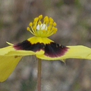 Photographie n°2186083 du taxon Tuberaria guttata (L.) Fourr. [1868]