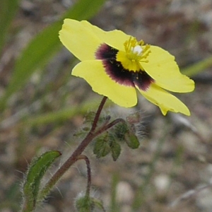 Photographie n°2186084 du taxon Tuberaria guttata (L.) Fourr. [1868]