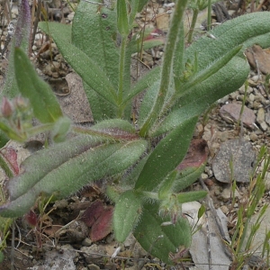 Photographie n°2186085 du taxon Tuberaria guttata (L.) Fourr. [1868]