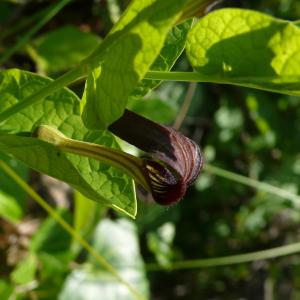 Photographie n°2186105 du taxon Aristolochia rotunda L. [1753]