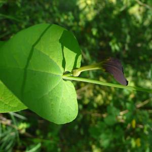 Photographie n°2186106 du taxon Aristolochia rotunda L. [1753]