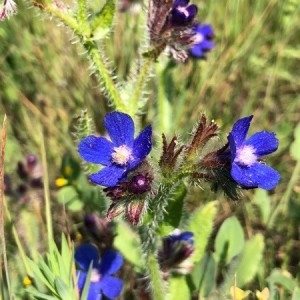 Photographie n°2186120 du taxon Anchusa italica Retz. [1779]