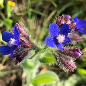 Photographie n°2186121 du taxon Anchusa italica Retz. [1779]