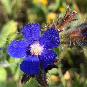 Photographie n°2186122 du taxon Anchusa italica Retz. [1779]