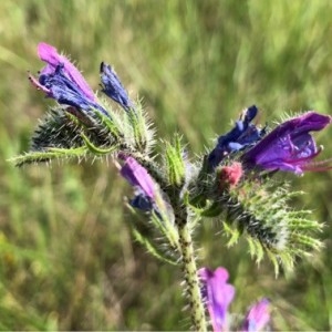 Photographie n°2186124 du taxon Echium vulgare L. [1753]