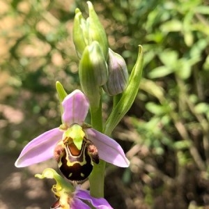 Photographie n°2186126 du taxon Ophrys apifera Huds. [1762]