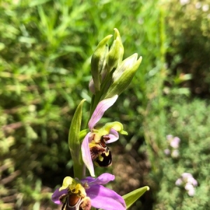 Photographie n°2186127 du taxon Ophrys apifera Huds. [1762]