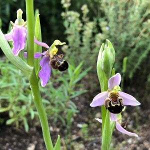 Photographie n°2186129 du taxon Ophrys apifera Huds. [1762]