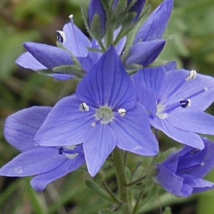 Photographie n°2186136 du taxon Veronica austriaca L. [1759]