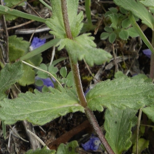 Photographie n°2186137 du taxon Veronica austriaca L. [1759]