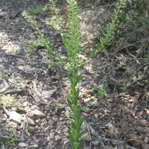 Photographie n°2186141 du taxon Lepidium campestre (L.) R.Br. [1812]