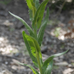 Photographie n°2186143 du taxon Lepidium campestre (L.) R.Br. [1812]