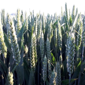 Photographie n°2186158 du taxon Triticum aestivum L. [1753]