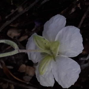 Photographie n°2186171 du taxon Helianthemum apenninum (L.) Mill. [1768]