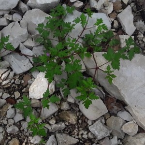 Photographie n°2186217 du taxon Geranium purpureum Vill. [1786]