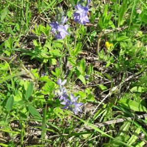 Photographie n°2186221 du taxon Veronica spicata L. [1753]