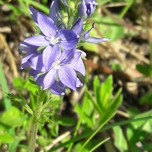 Photographie n°2186222 du taxon Veronica spicata L. [1753]