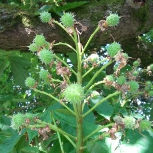 Photographie n°2186241 du taxon Aesculus hippocastanum L. [1753]