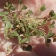  Liliane Roubaudi - Trifolium suffocatum L. [1771]