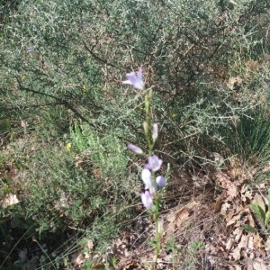 Photographie n°2186268 du taxon Campanula rapunculus L. [1753]