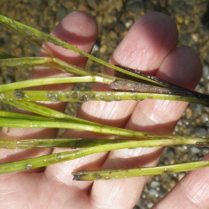 Zostera pumila Le Gall (Varech de Nolti)