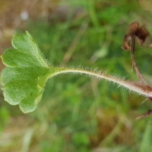 Photographie n°2186290 du taxon Saxifraga granulata L. [1753]