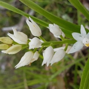 Photographie n°2186300 du taxon Cephalanthera longifolia (L.) Fritsch [1888]