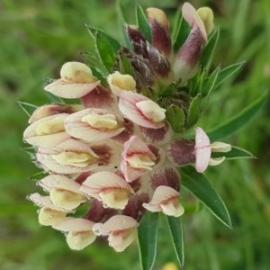 Photographie n°2186307 du taxon Anthyllis vulneraria L.
