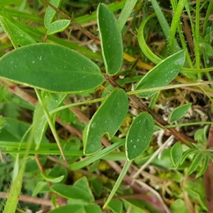 Photographie n°2186308 du taxon Anthyllis vulneraria L.