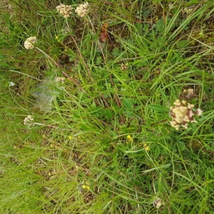 Photographie n°2186309 du taxon Anthyllis vulneraria L.